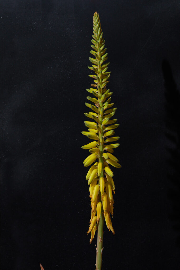 Fiori Di Aloe