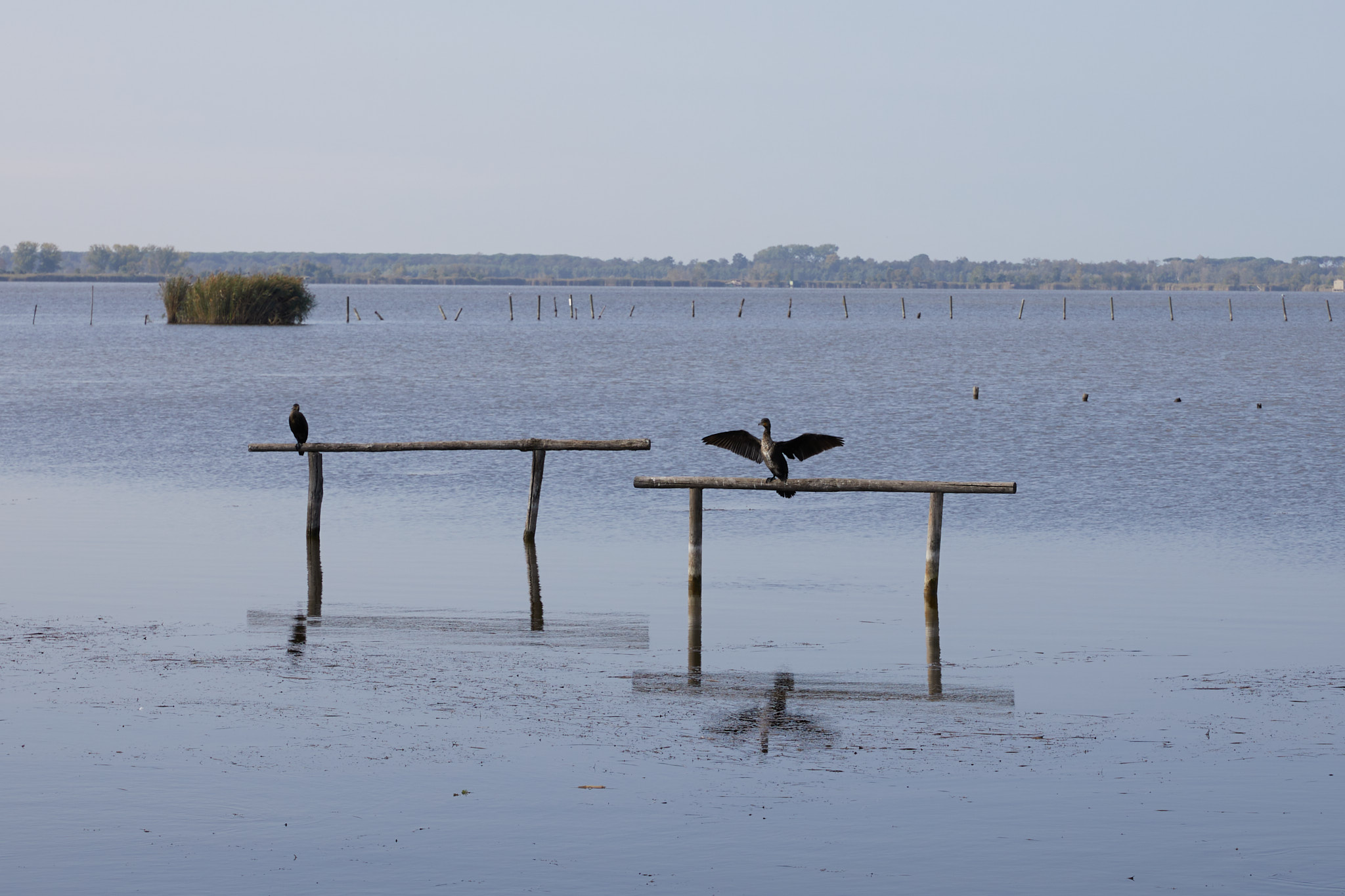 Cormorani